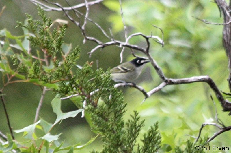 Black-capped Vireo.JPG